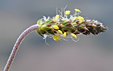 Plantago holosteum