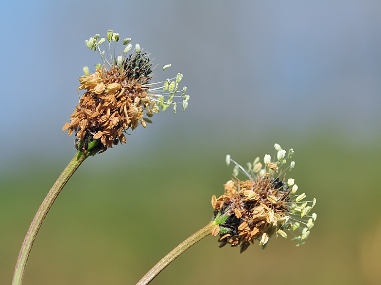 Plantago lanceolata