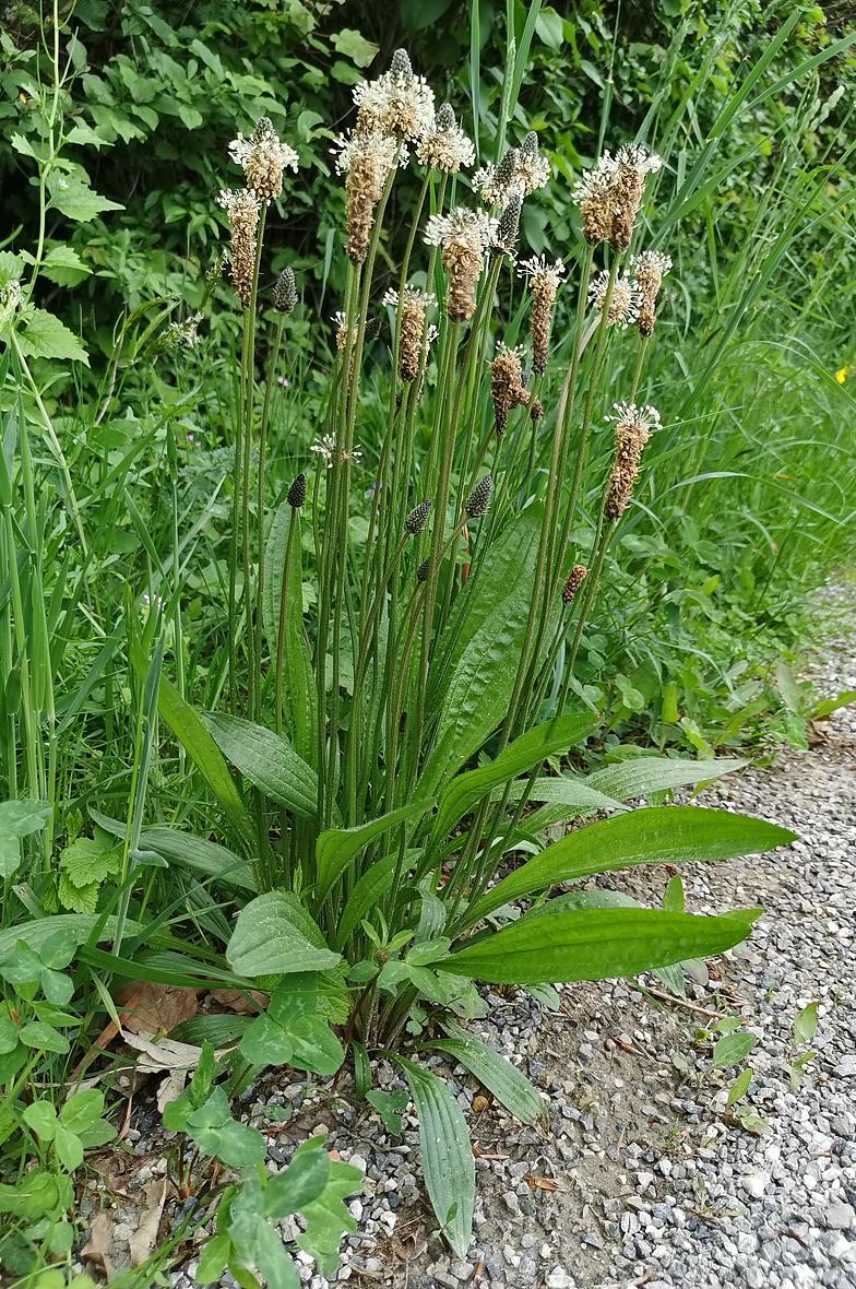 Plantago lanceolata