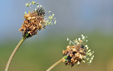 Plantago lanceolata