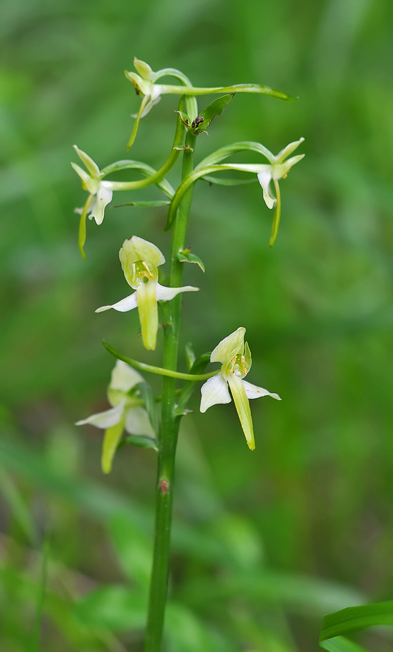Platanthera chlorantha