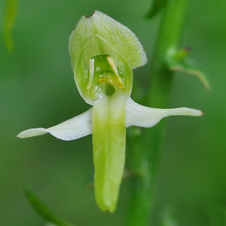 Platanthera chlorantha