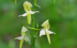 Platanthera chlorantha