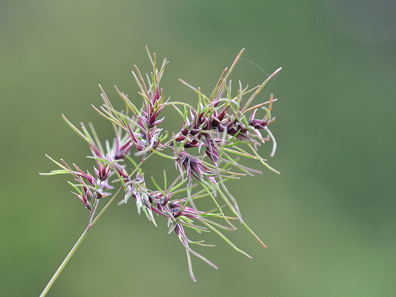 Poa bulbosa