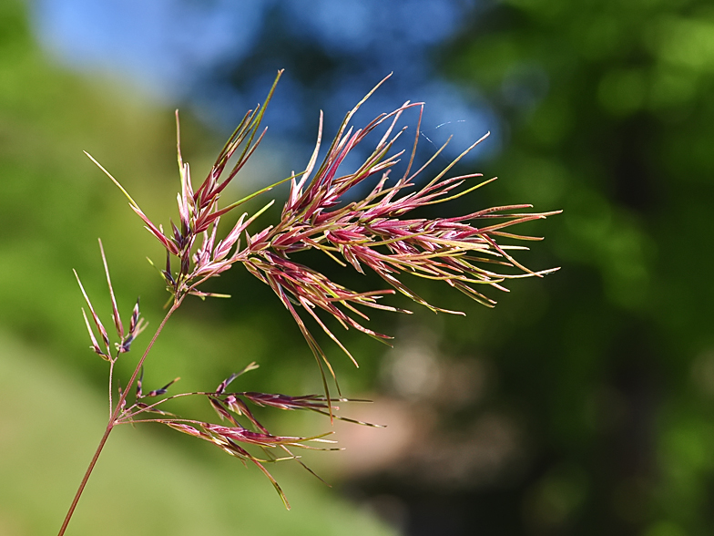 Poa bulbosa