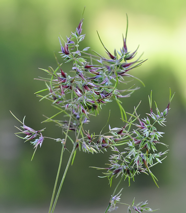 Poa bulbosa