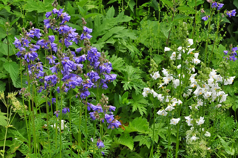 Polemonium caeruleum