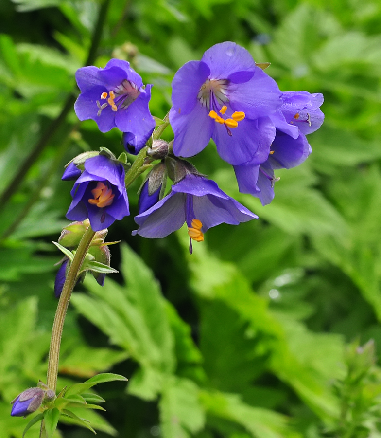 Polemonium caeruleum