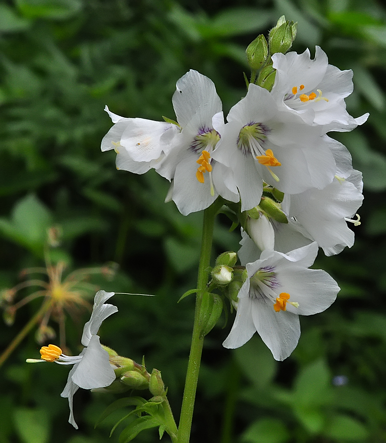 Polemonium caeruleum