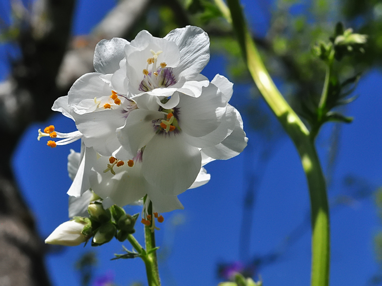 Polemonium caeruleum