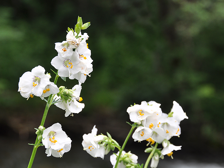 Polemonium caeruleum