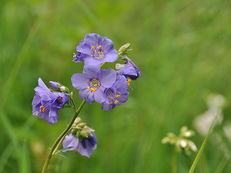 Polemonium caeruleum