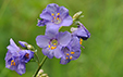 Polemonium caeruleum