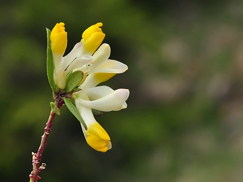 Polygala chamaebuxus