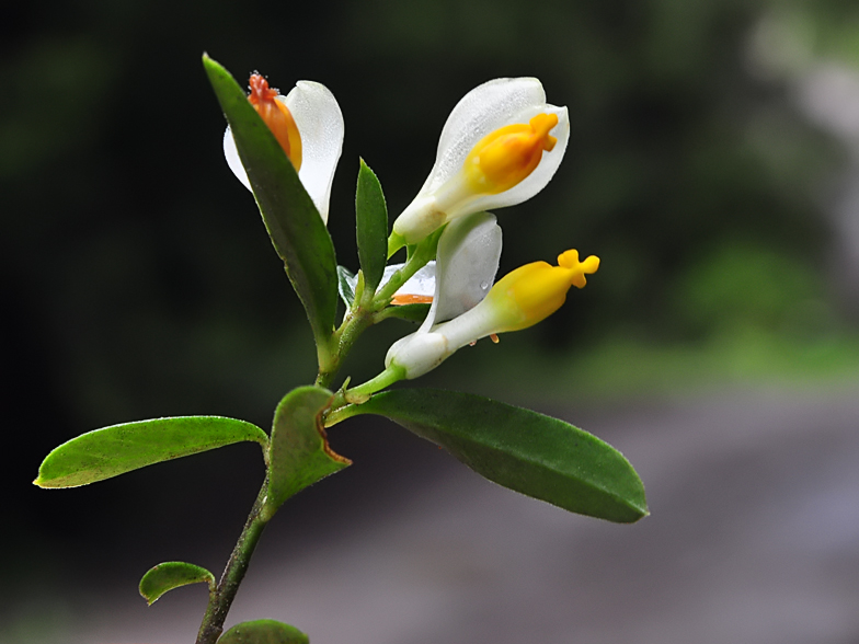 Polygala chamaebuxus