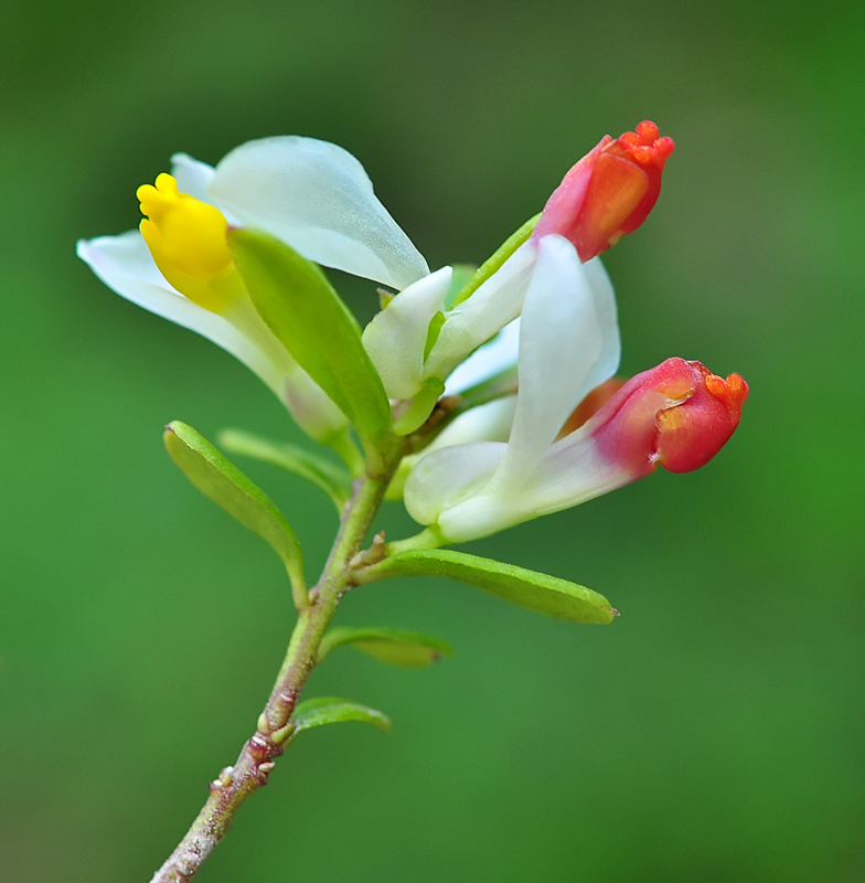 Polygala chamaebuxus