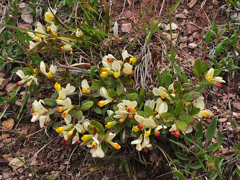 Polygala chamaebuxus