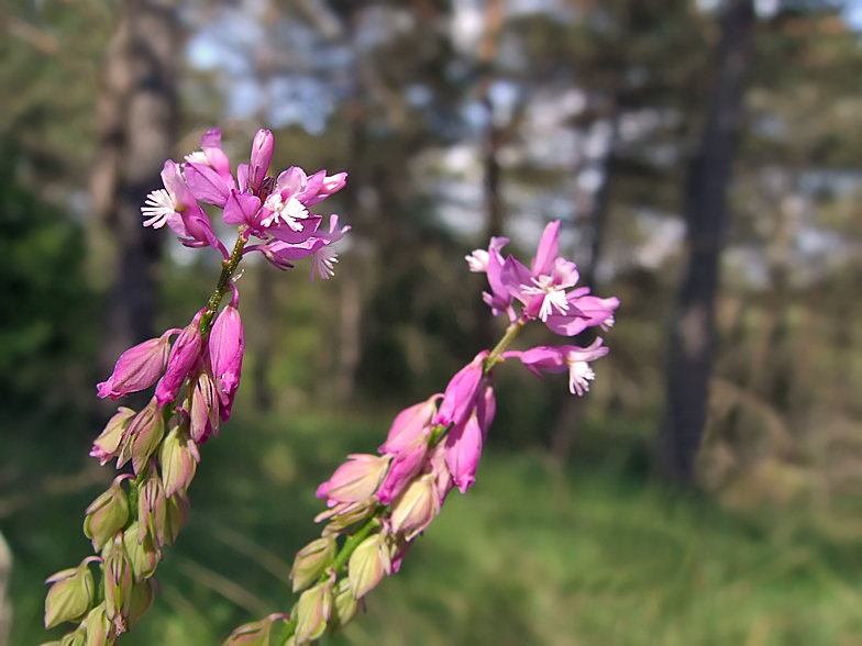 Polygala comosa