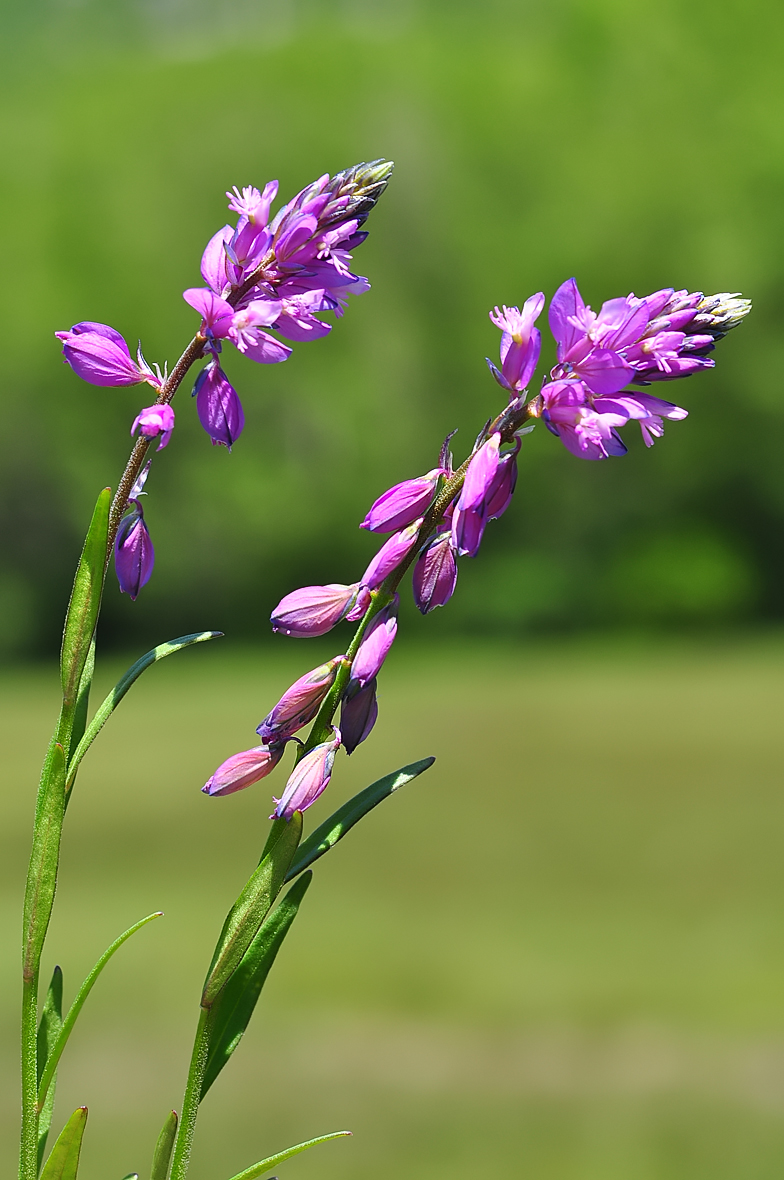 Polygala comosa