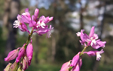 Polygala comosa