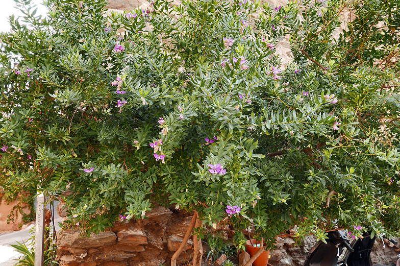 Polygala myrtifolia