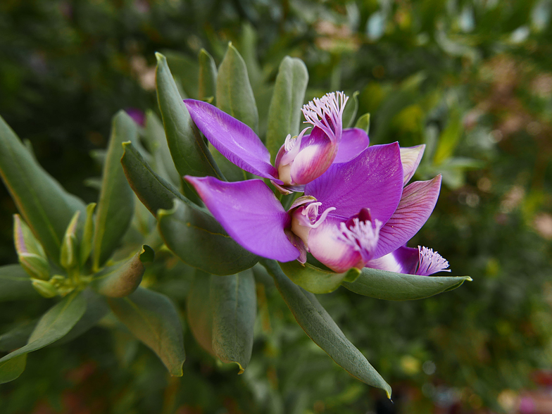 Polygala myrtifolia