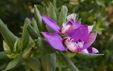 Polygala myrtifolia