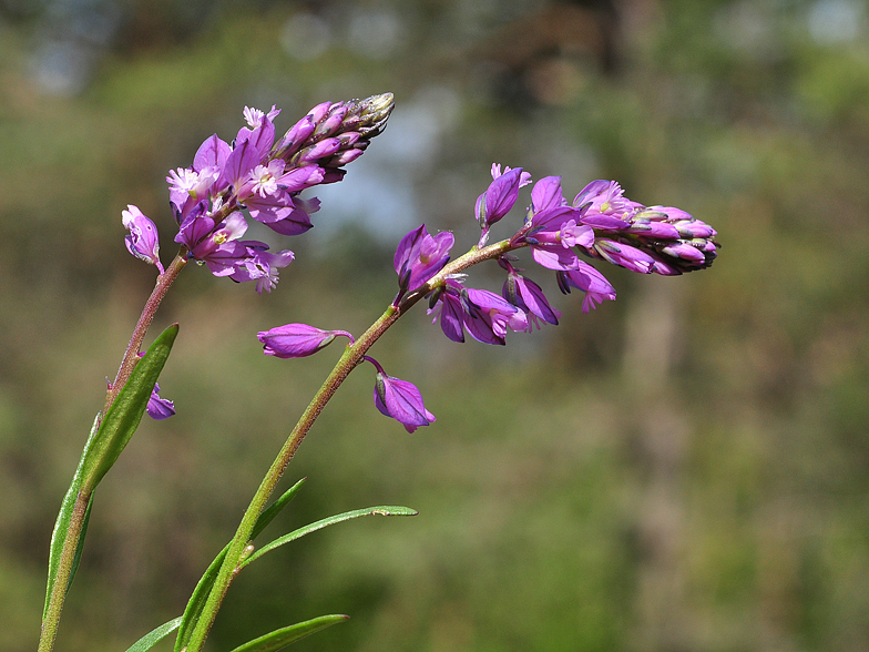 Polygala vulgaris