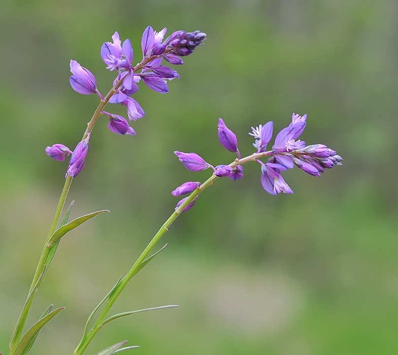 Polygala vulgaris