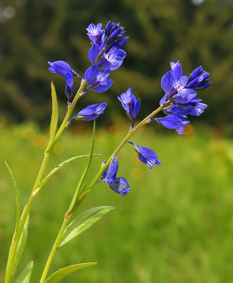 Polygala vulgaris