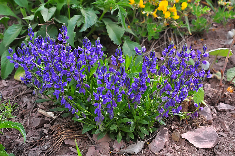 Polygala vulgaris