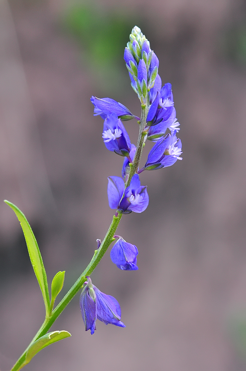 Polygala vulgaris