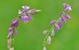 Polygala vulgaris