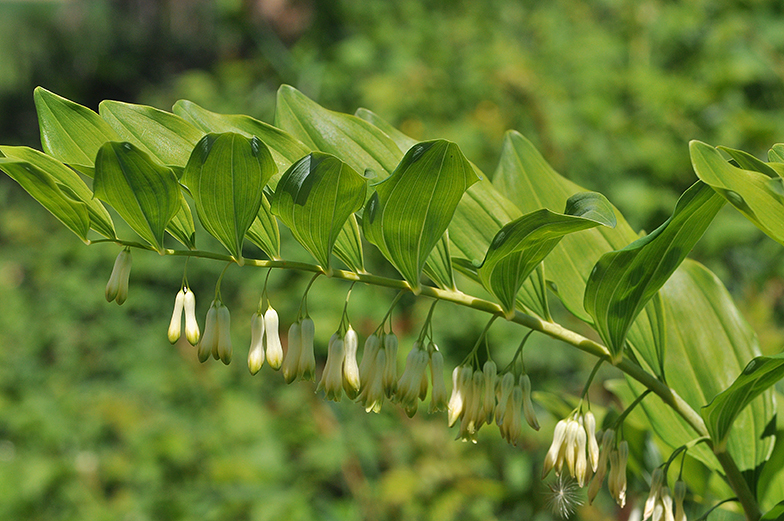 Polygonatum multiflorum