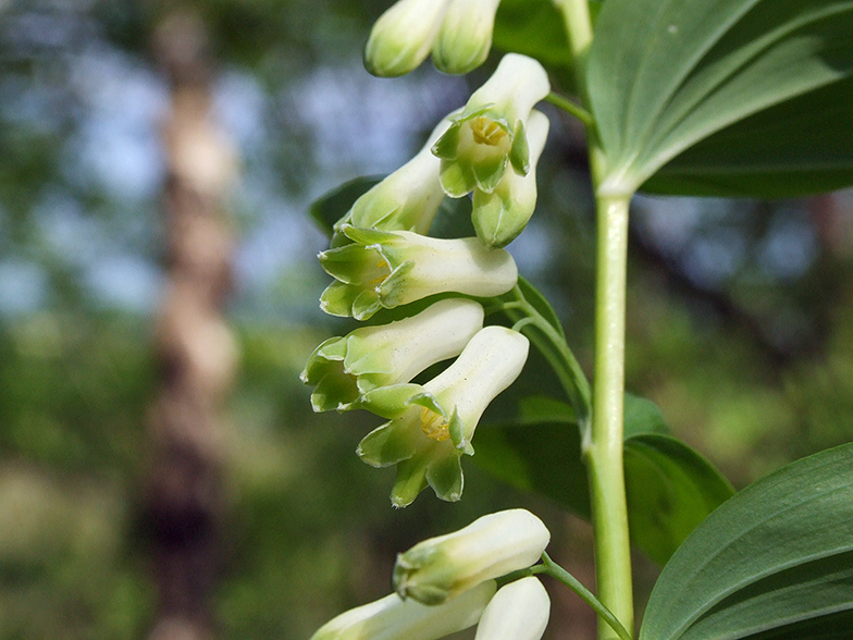 Polygonatum multiflorum