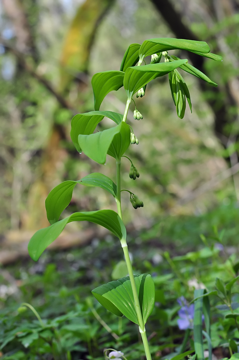 Polygonatum multiflorum