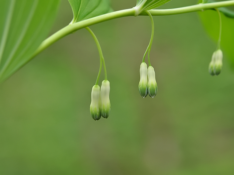 Polygonatum multiflorum