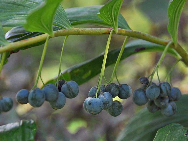 Polygonatum multiflorum