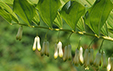 Polygonatum multiflorum