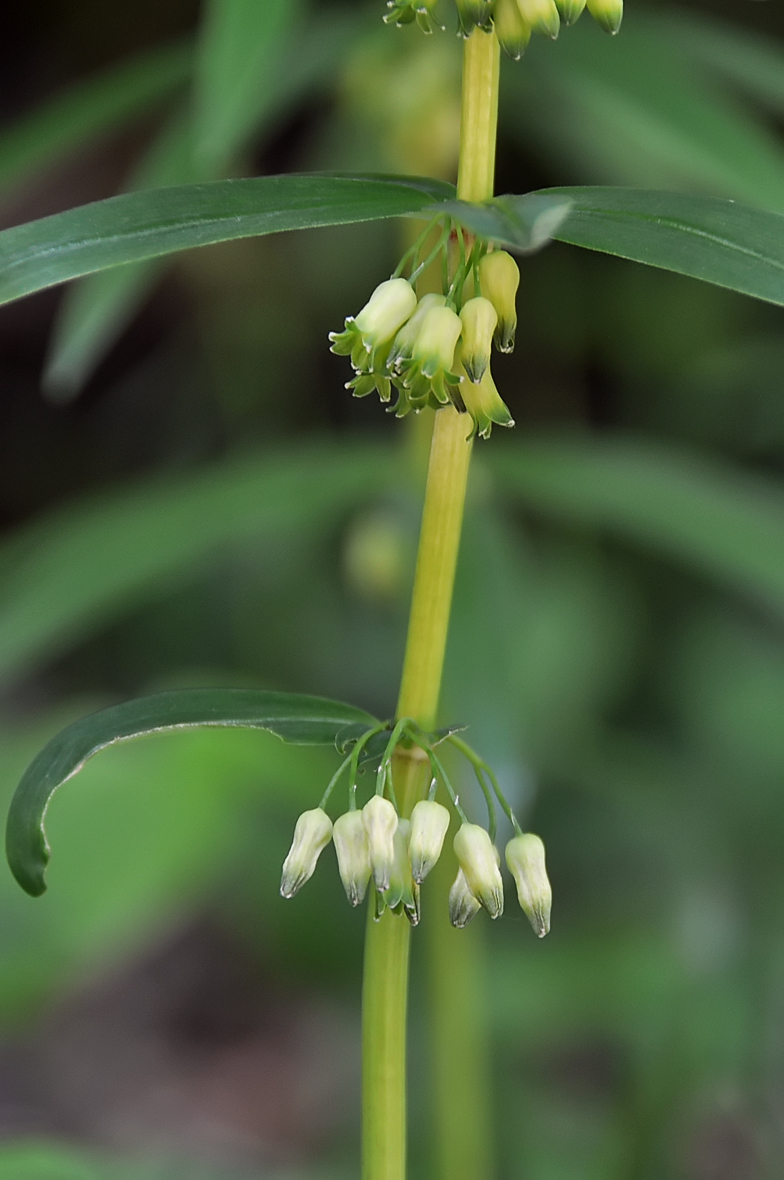 Polygonatum verticillatum