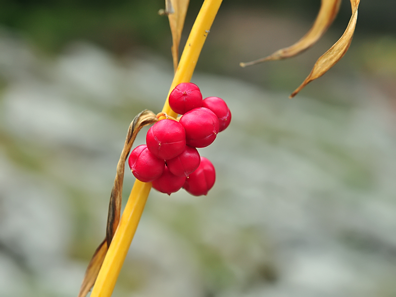 Polygonatum verticillatum fruits