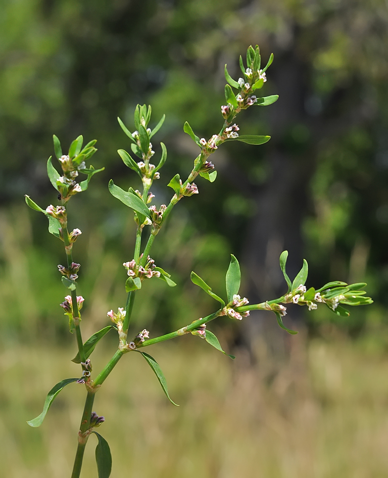 Polygonum aviculare