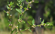 Polygonum aviculare