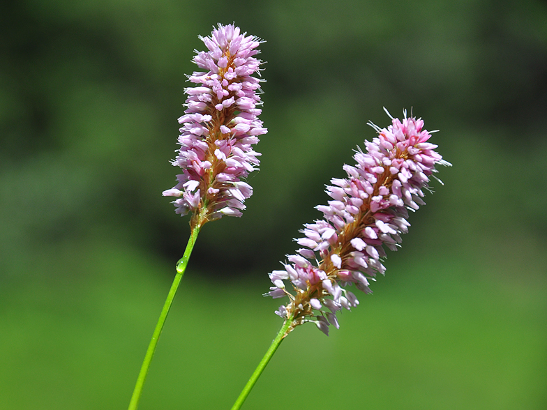 Polygonum bistorta