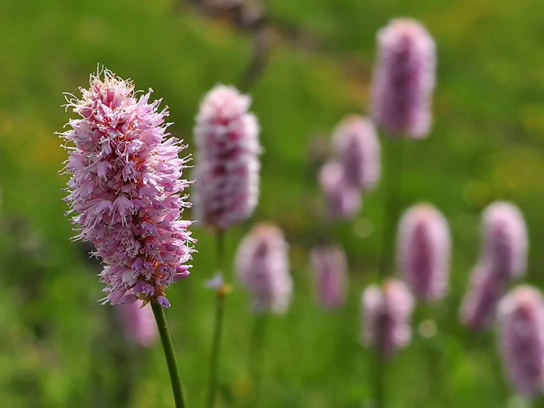 Polygonum bistorta