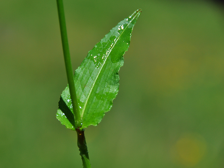 Polygonum bistorta