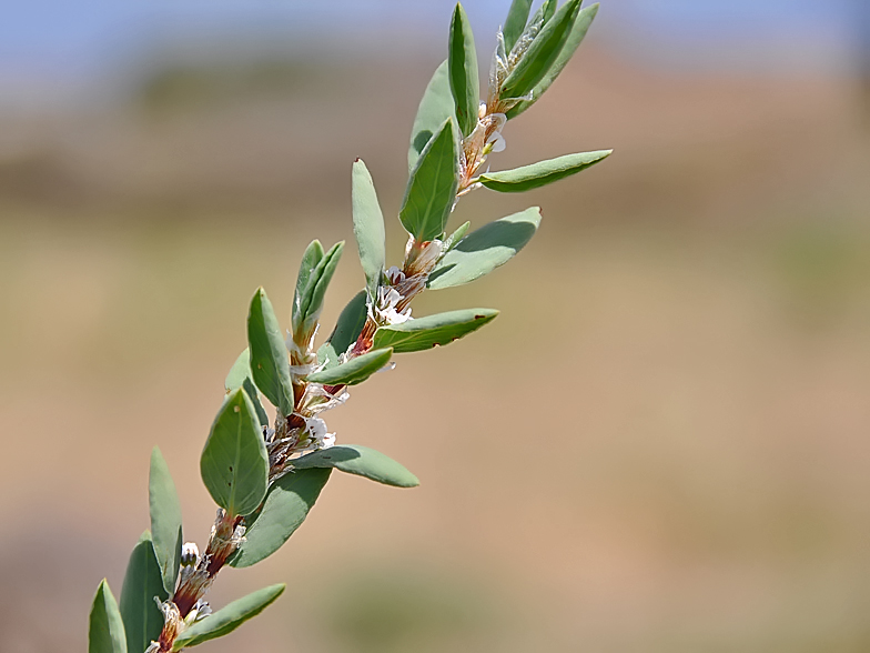 Polygonum maritimum