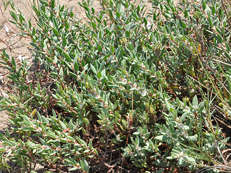 Polygonum maritimum