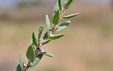 Polygonum maritimum