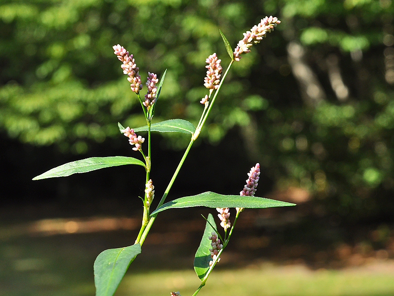 Polygonum persicaria